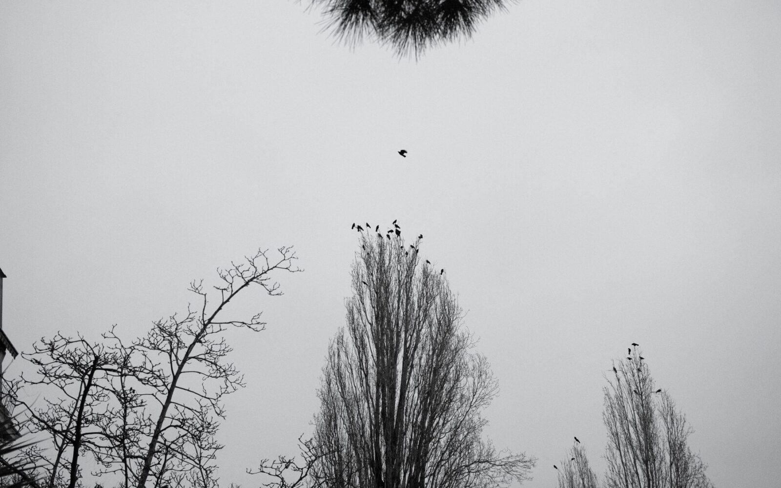Un pájaro volando solo, lejos de la bandada posada en los árboles