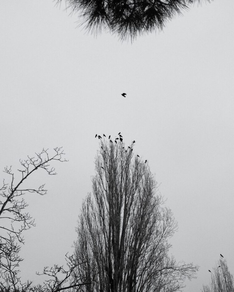 Un pájaro volando solo, lejos de la bandada posada en los árboles